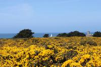 Auf Jersey, während der Wanderung zum Corbiere Leuchtturm