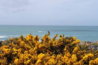 Auf Jersey, kleines Vögelchen