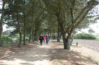 Auf Jersey, Corbiere Walk