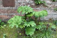 Im Privatgarten von Mr. Miles auf Jersey