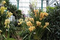 Eric Young Foundation, Orchideen Ausstellung