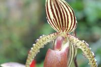 Eric Young Foundation, Orchideen Ausstellung