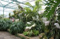 Eric Young Foundation, Orchideen Ausstellung