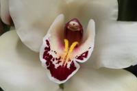 Eric Young Foundation, Orchideen Ausstellung