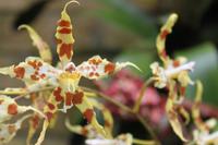 Eric Young Foundation, Orchideen Ausstellung