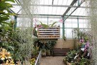 Eric Young Foundation, Orchideen Ausstellung