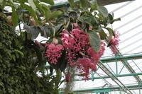 Eric Young Foundation, Orchideen Ausstellung