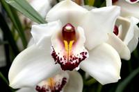 Eric Young Foundation, Orchideen Ausstellung