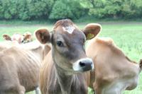 neugierige Jersey Kühe