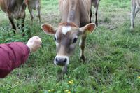 neugierige Jersey Kühe