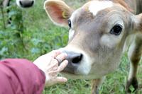 neugierige Jersey Kühe