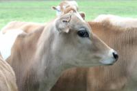 neugierige Jersey Kühe