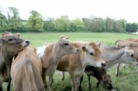 neugierige Jersey Kühe