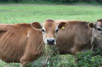 neugierige Jersey Kühe