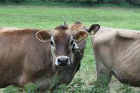 neugierige Jersey Kühe