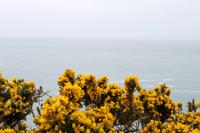 Auf Guernsey