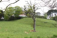 Auf Guernsey