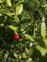 Aus dem Garten....