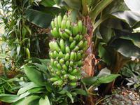 Bananenstaude im Orchid Foundation