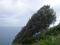 Baum an der Küste