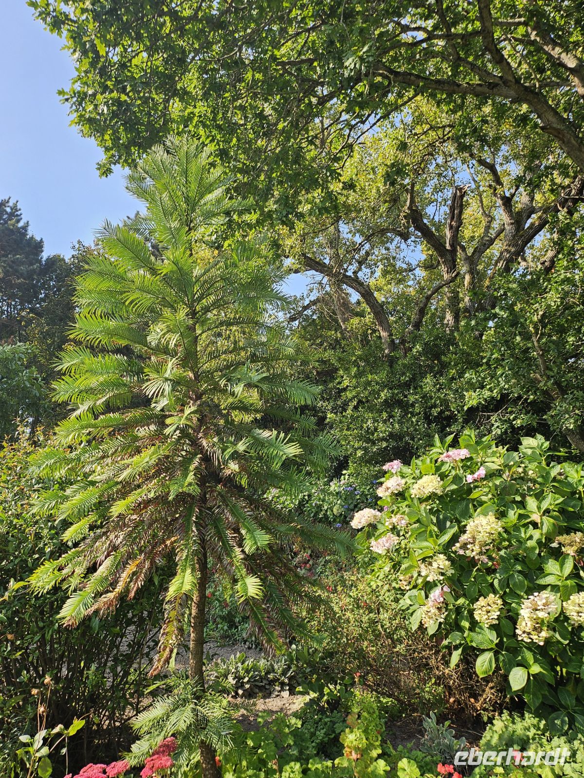 Baum aus der Urzeit