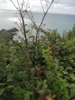 Beeren und Kräuter 