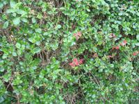 Besuch der Insel Sark