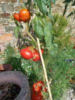 Besuch eines Privatgartens