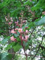 Blüte eines Kastanienbaumes