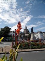 Blüten auf Guernsey
