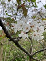Blüten auf Jersey