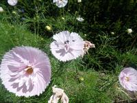 Blüten auf Sark