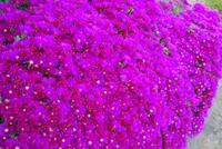 Blumen Jersey
