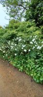 Blumen am Weg