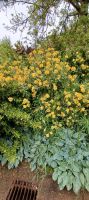 Blumen am Weg