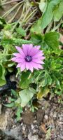 Blumen am Wegesrand