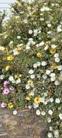 Blumen am Wegrand