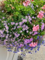 Blumen auf Guernsey