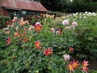Blumenbeet Seafield 
