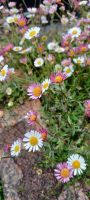 Blumenpracht