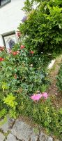 Botanischer Garten in St. Helier