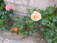 DSCN0428