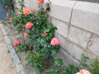 DSCN0429