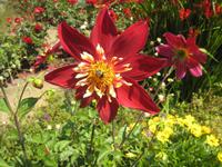 Dahlien auf Sark