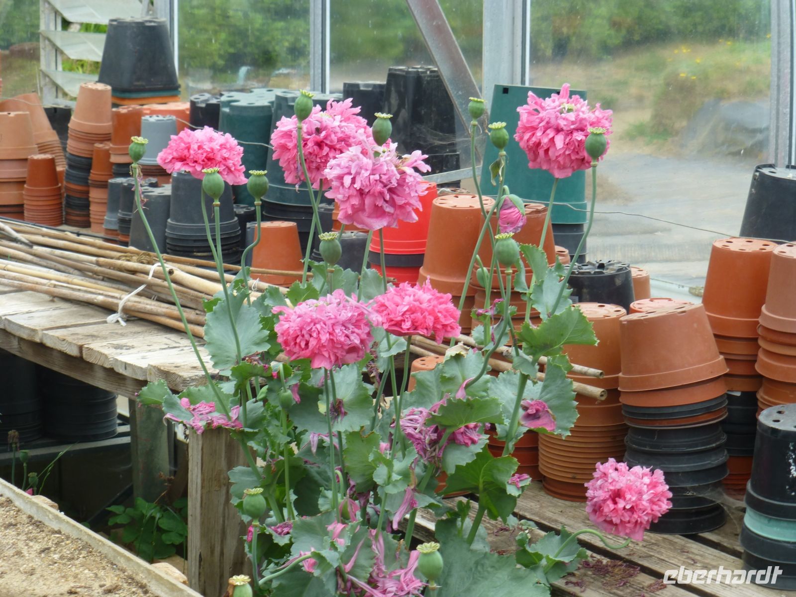 Der Mohn mit Hippiekopf schießt im Gewächshaus empor, an den Blumentöpfen vorbei.
