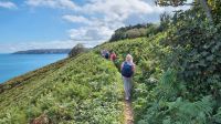 Durch Farne und Ginster geht der Küstenwanderweg nach Greve de Lecq