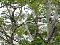 Durrell Wildlife