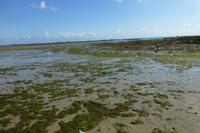 Ebbe in St. Helier