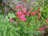 Eine Glockenblumenspezies