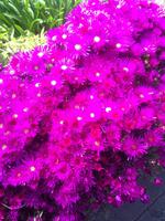 Eisblumen Pink